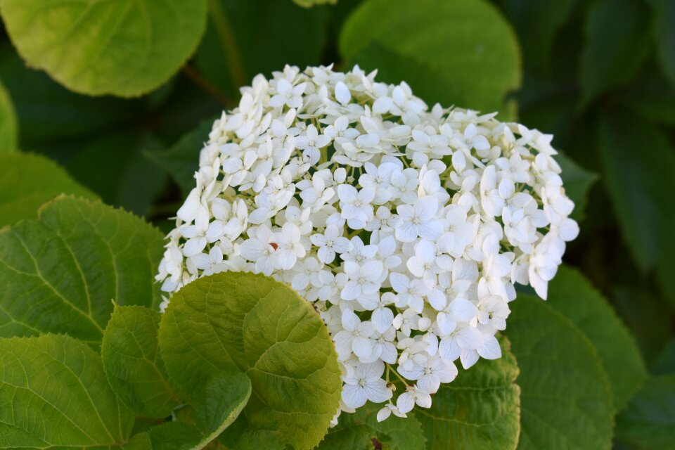 Garden flora summer
