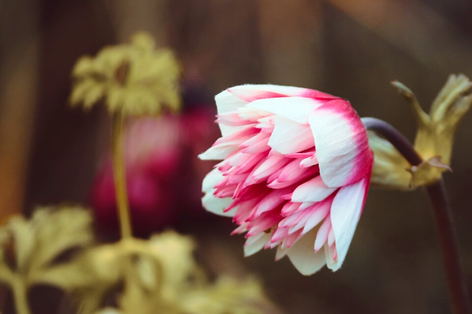 Red white plant