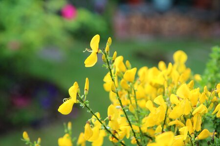 Broom yellow flowers spring