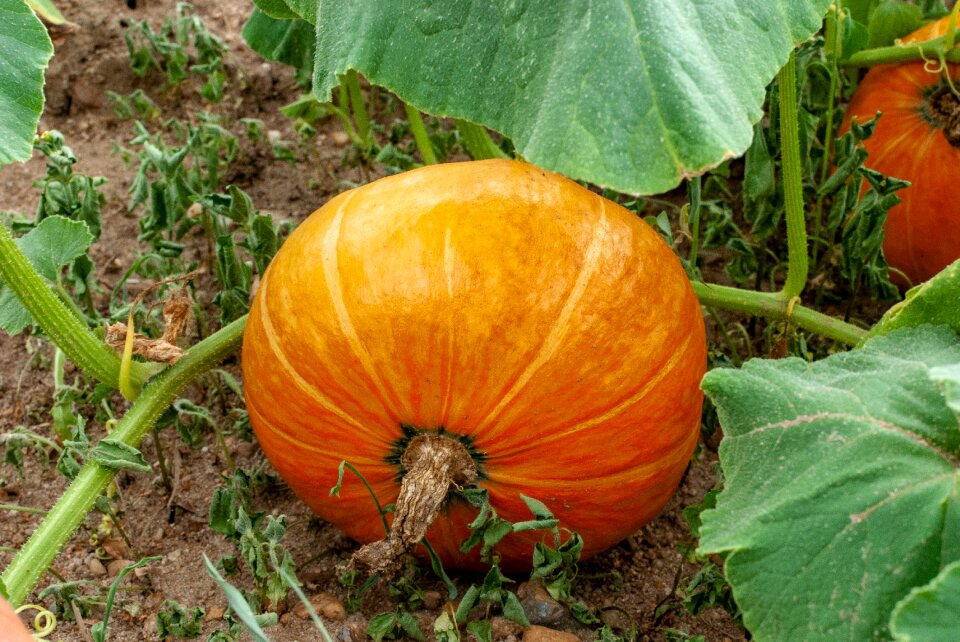 Vegetables autumn fall