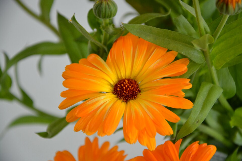 Floral bouquet nature garden