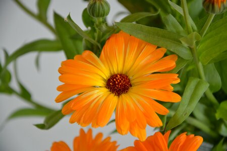 Floral bouquet nature garden photo