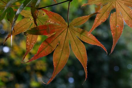 Red fall leaves autumn mood
