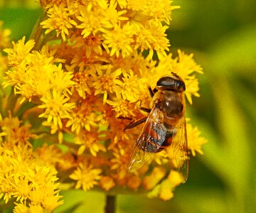 Pollen nature flowers