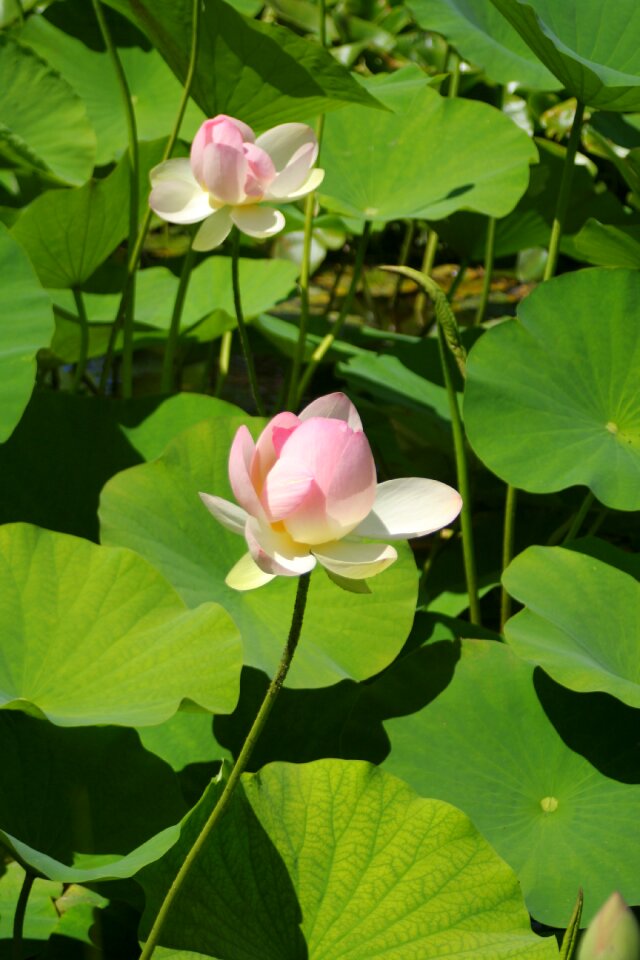 Water lily gardens plants