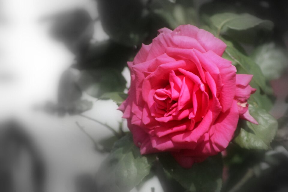 Flora nature love