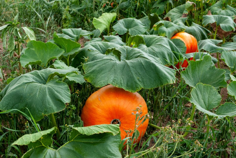 Vegetables autumn fall