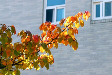 The leaves colorful leaf