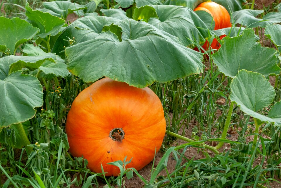 Vegetables autumn fall