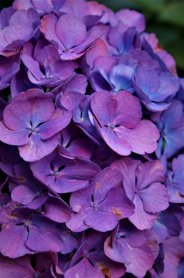 Bloom hydrangeas violet