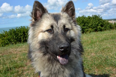 The head of a dog eurasier mammal canine photo