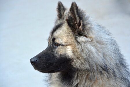 Animal mammal eurasier