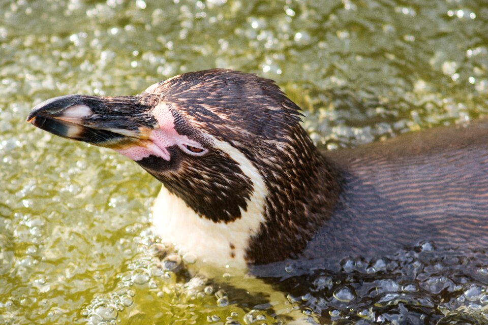 Head animal beak