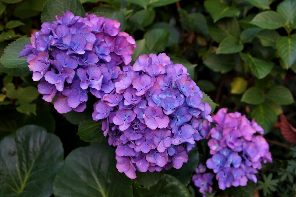 Bloom purple nature