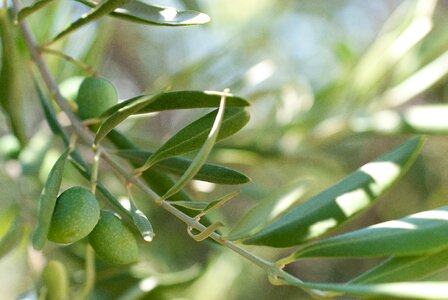 Power olives health