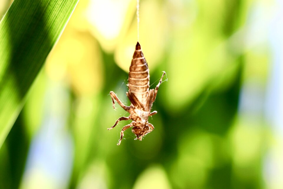 Macro insect green