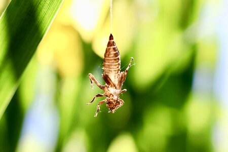 Macro insect green photo