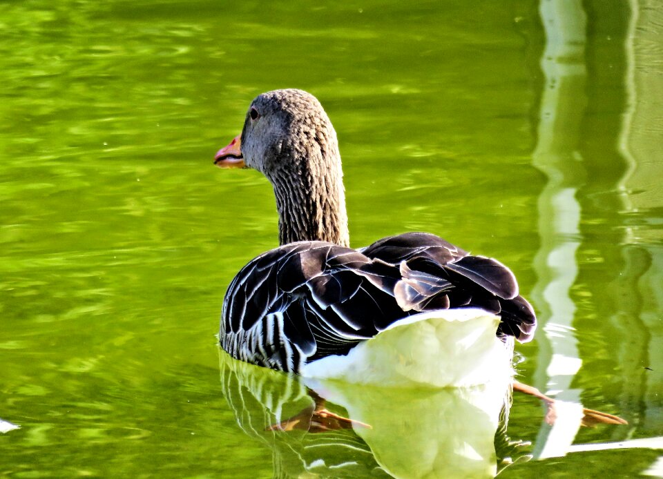 Water bird animal grey plumage