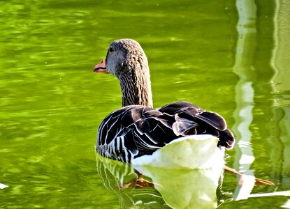 Water bird animal grey plumage