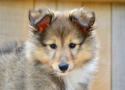 Shetland sheepdog herding dog dog o toby