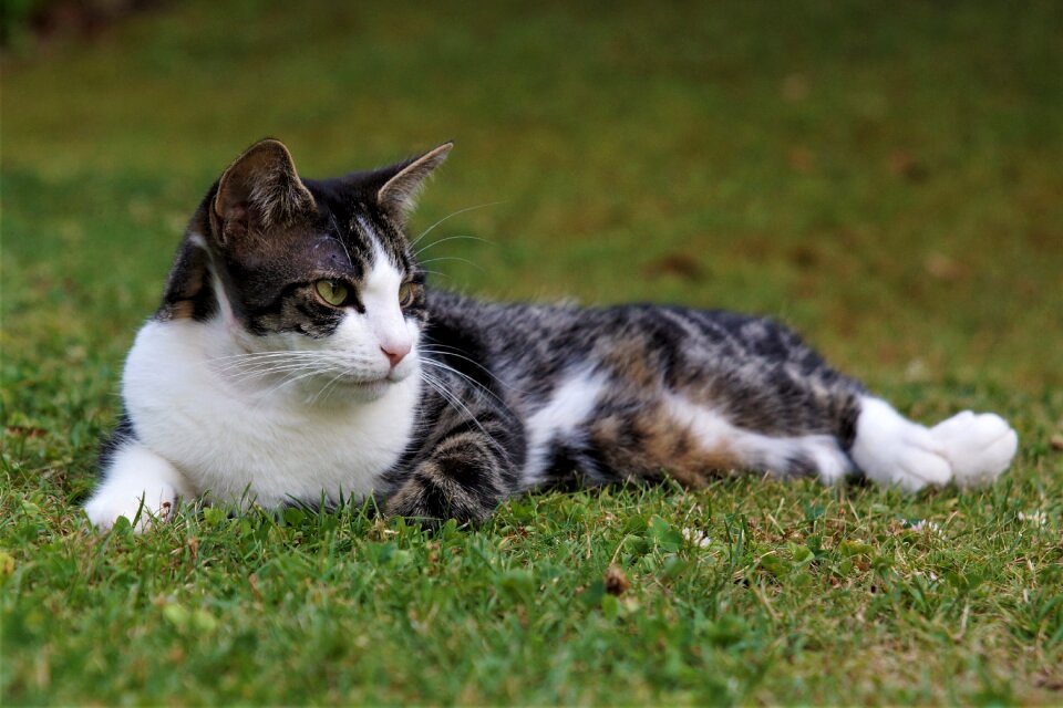 Domestic cat concerns nature