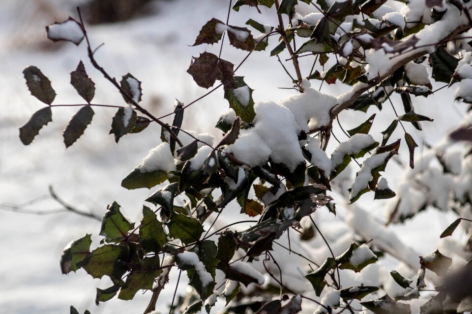 Frost foliage branches