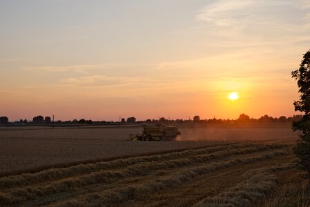 Field agriculture wheat
