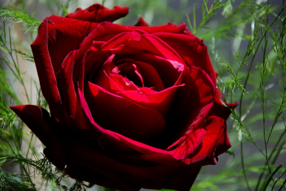 Flower floral love
