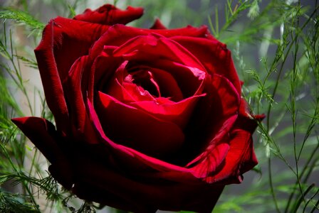 Flower floral love