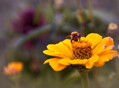Hummel bright pollination