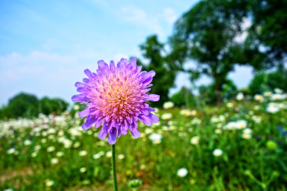 Flower plant blossom