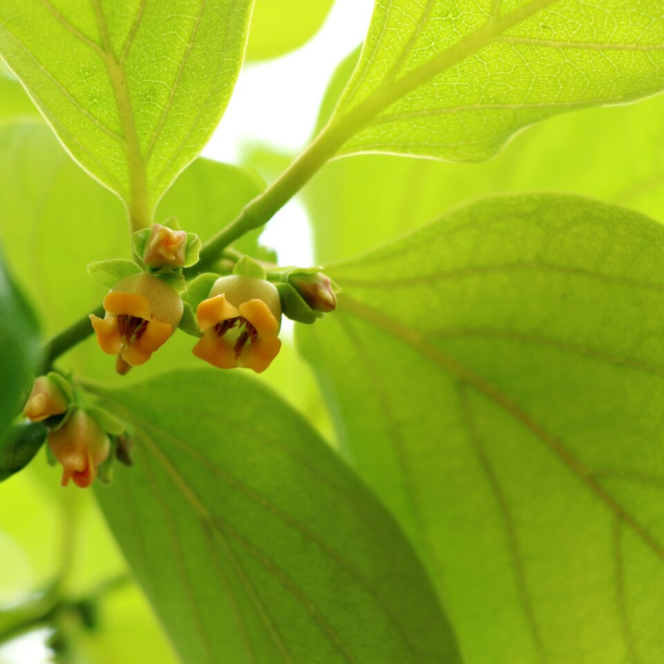 Plant tree garden