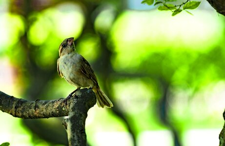 Natural little birds Free photos