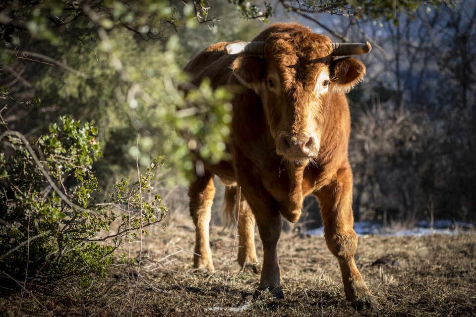 Wilderness mammal portrait