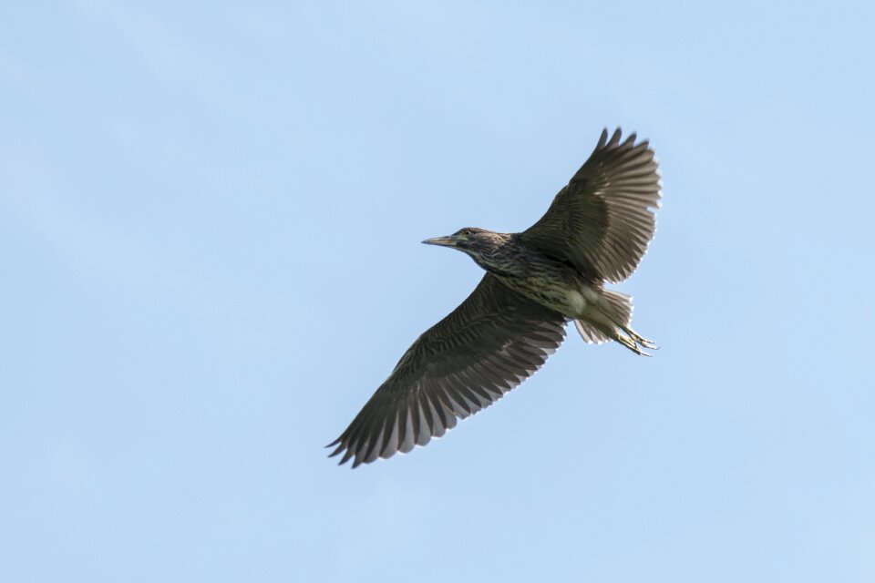 Crowned night-heron sub-adult birds soar through the skies daan forest park