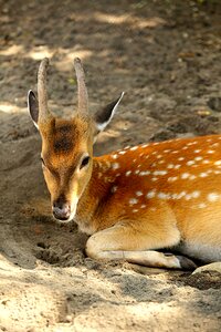 Animal deer stag photo