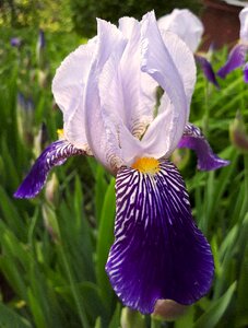 Iris Free photos photo