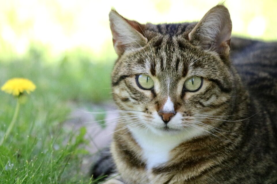 Pets animals animal world
