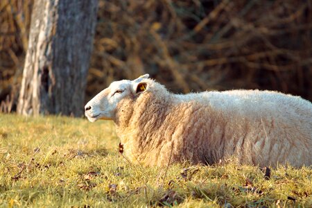 Wool evening sun young