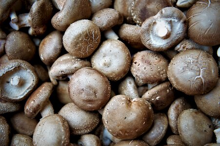 Shiitake mushrooms healthy life goals and photo