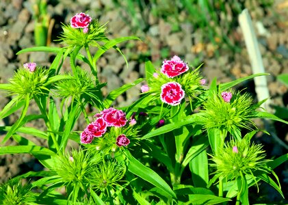 Red white spring close up