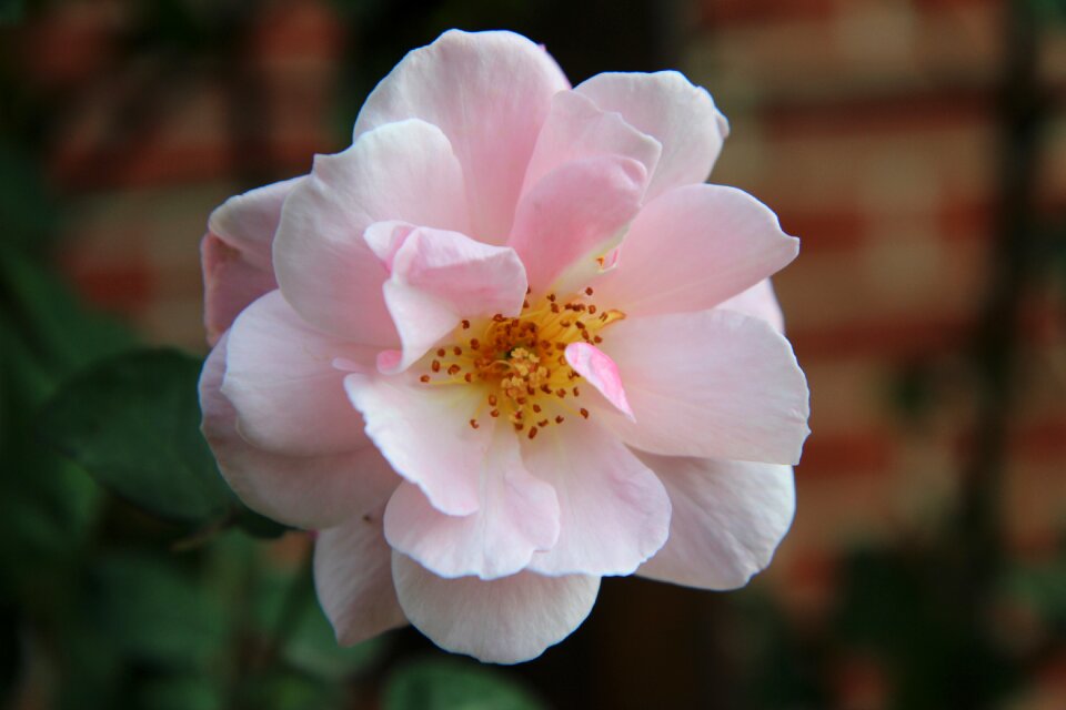 Rosebush climbing rose pale pink