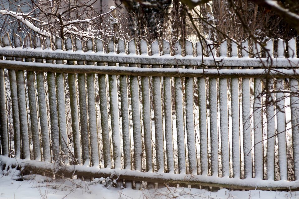 Tree sprig the fence
