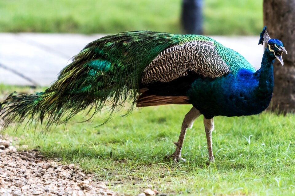 Peacock 11-22-18 green hotel