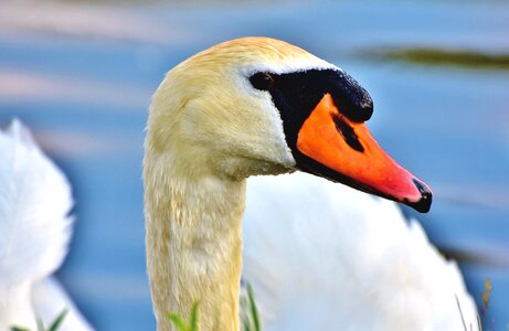 Bird pride white photo