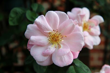 Rosebush climbing rose pale pink