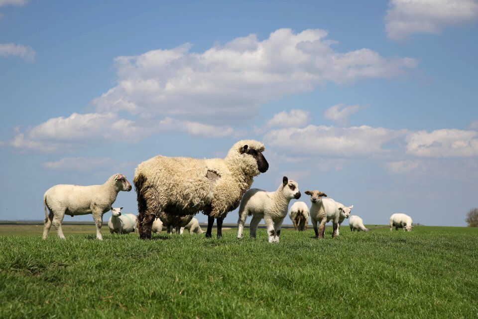 Clouds lamb birds