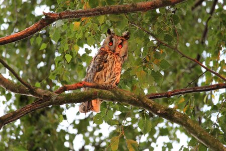 Wild bird nature forest