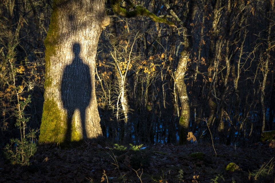 Forest twilight nature