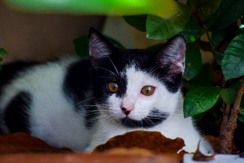 Animals portrait pets